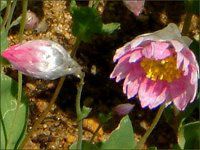 [_Z(Rhodanthe) 