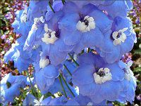 ftBjE(Delphinium)