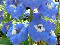 ftBjE(Delphinium)