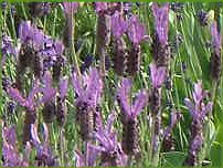 XgGJXx_(Stoechas lavender)