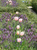 t`x_[(Flench lavender) 