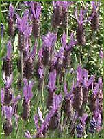 t`x_[(Flench lavender) 