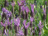 t`x_[(Flench lavender) 