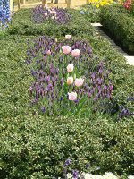 t`x_[(Flench lavender) 