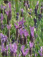 t`x_[(Flench lavender) 