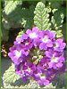 o[xi(Verbena)