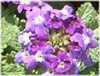 o[xi(Verbena)