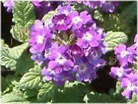 紫色の花 色別花図鑑 紫色 Purple 紫色の花 色別花図鑑 紫色 Purple