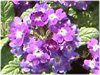 o[xi(Verbena)