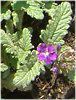 o[xi(Verbena)