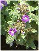 o[xi(Verbena)