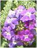 o[xi(Verbena)