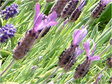 フレンチラベンダー Fｒench Lavender かぎけんweb