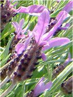 t`x_[(Flench lavender) 