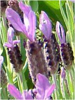 t`x_[(Flench lavender) 