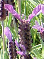 t`x_[(Flench lavender) 