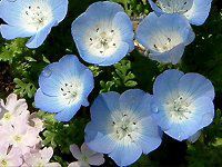 ltBEW[W[ 'CVOjXu['(Nemophila menziesii 'Insignis blue')