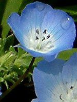 浜名湖花博の花 015 ネモフィラ メンジージー インシグニスブルー Nemophila Menziesii Insignis Blue かぎけんweb 04年4月 浜名湖花博の花 015 ネモフィラ メンジージー インシグニスブルー Nemophila Menziesii Insignis Blue かぎけんweb 04年4月