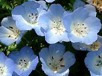 青い花 色別花図鑑 青色 Blue かぎけんweb 青い花 色別花図鑑 青色 Blue かぎけんweb