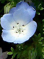 浜名湖花博の花 015 ネモフィラ メンジージー インシグニスブルー Nemophila Menziesii Insignis Blue かぎけんweb 04年4月 浜名湖花博の花 015 ネモフィラ メンジージー インシグニスブルー Nemophila Menziesii Insignis Blue かぎけんweb 04年4月