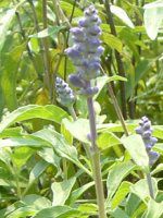 u[TrA(Blue salvia)