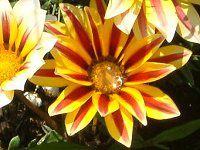 KUjA(Gazania)