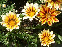 KUjA(Gazania)