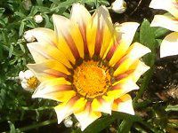KUjA(Gazania)