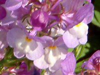 iA(Linaria)