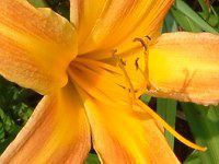 wJX(hemerocallis)