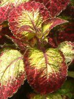 REX(Coleus)