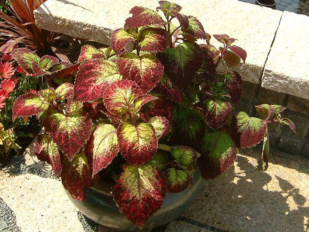 REX(Coleus)