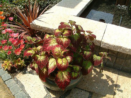 REX(Coleus)