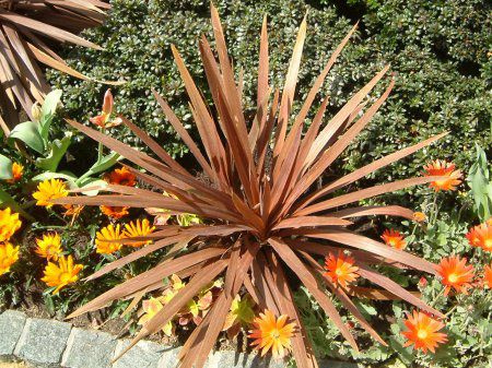 コルディリネ オーストラリス アトロプルプレア Cordyline Australis Atropurpurea かぎけんweb