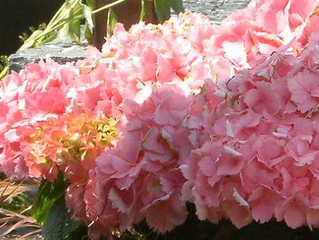 nChWA(Hydrangea)