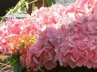 nChWA(Hydrangea)