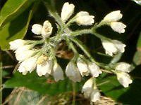 Rt[(Comfrey)