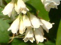 Rt[(Comfrey)