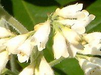 Rt[(Comfrey)