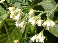 Rt[(Comfrey)