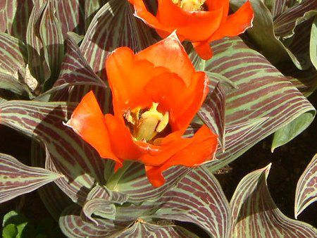 チューリップ Tulip かぎけんweb チューリップ Tulip かぎけんweb