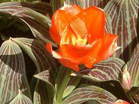 �`���[���b�v