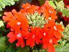 o[xi(Verbena)