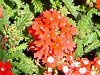 o[xi(Verbena)