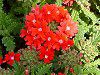 o[xi(Verbena)