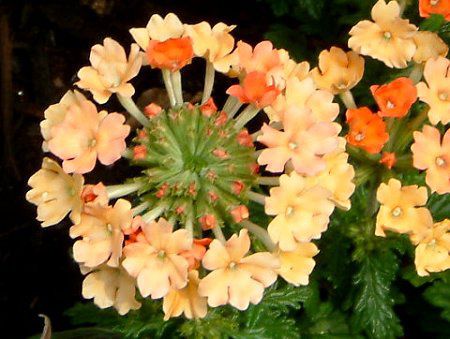 o[xi(Verbena)-Orange-spring