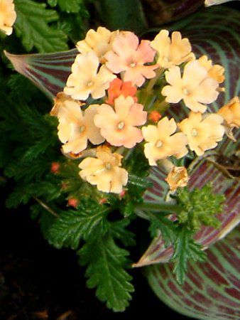 o[xi(Verbena)-Orange-spring