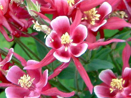 Winky Series Rose-Rose