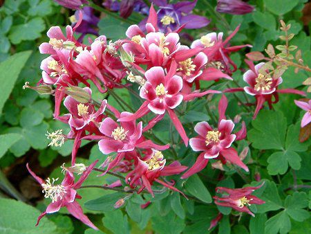 Winky Series Rose-Rose