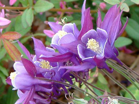 Winky Series Blue-White